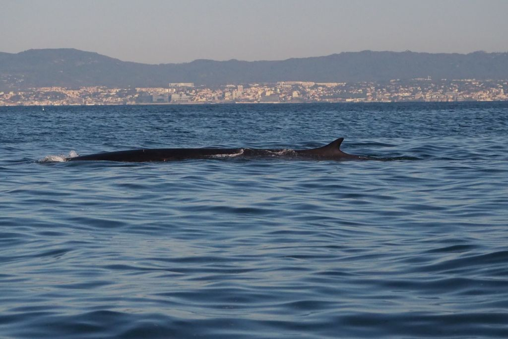 Dolphin Watching Tour from Lisbon