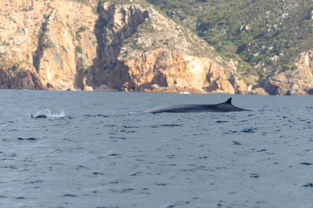 Dolphin Watching Tour from Lisbon