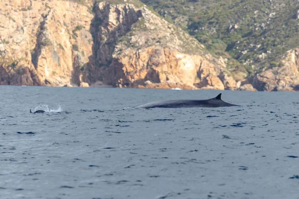 Dolphin Watching Tour from Lisbon