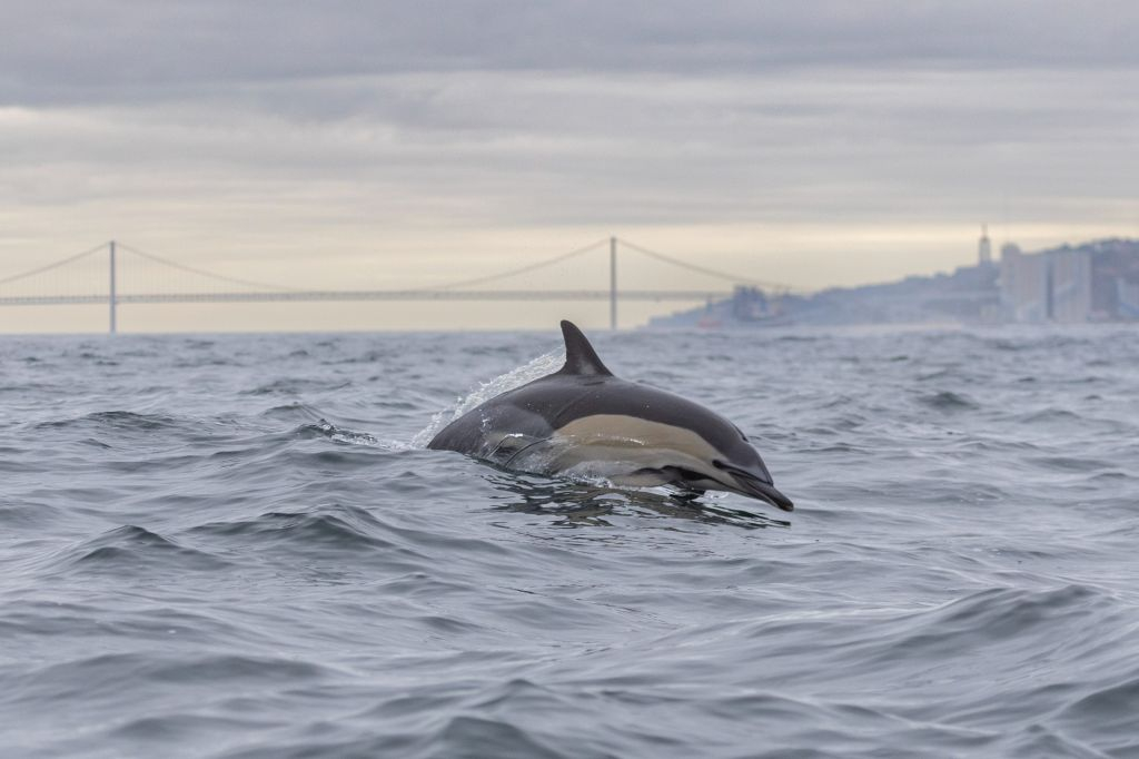 Dolphin Watching Tour from Lisbon