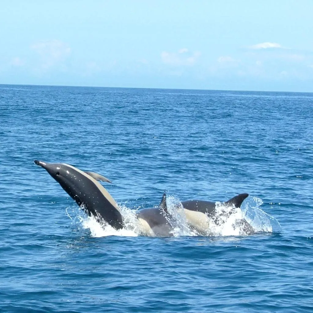 Dolphin Watching Tour from Lisbon