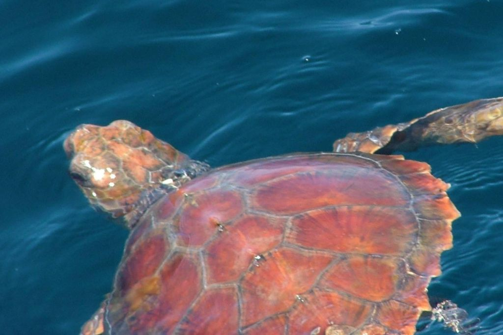 Dolphin Watching Tour from Lisbon