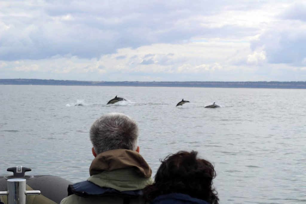 Dolphin Watching Tour from Lisbon