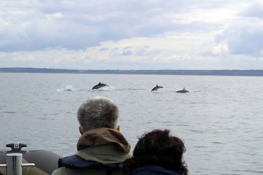 Dolphin Watching Tour from Lisbon