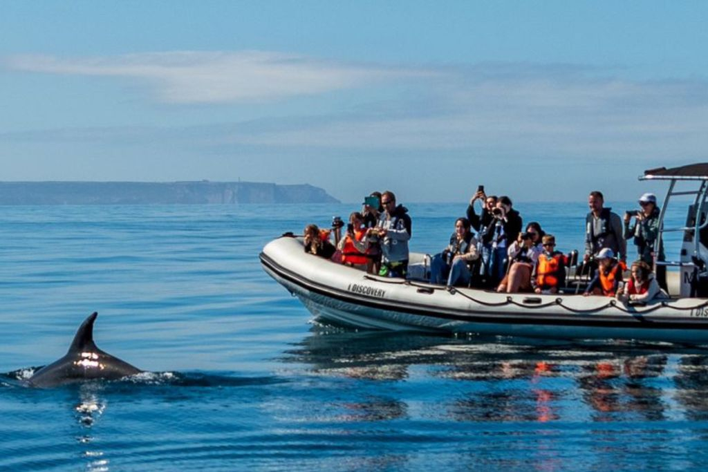 Dolphin Watching Tour from Lisbon