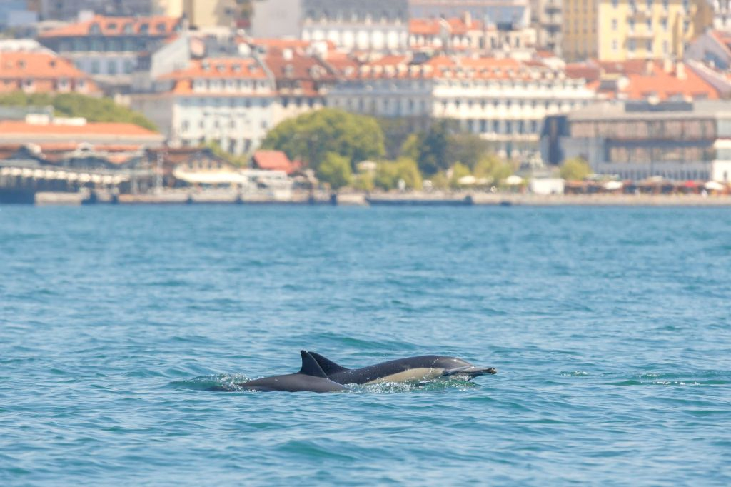 Dolphin Watching Tour from Lisbon