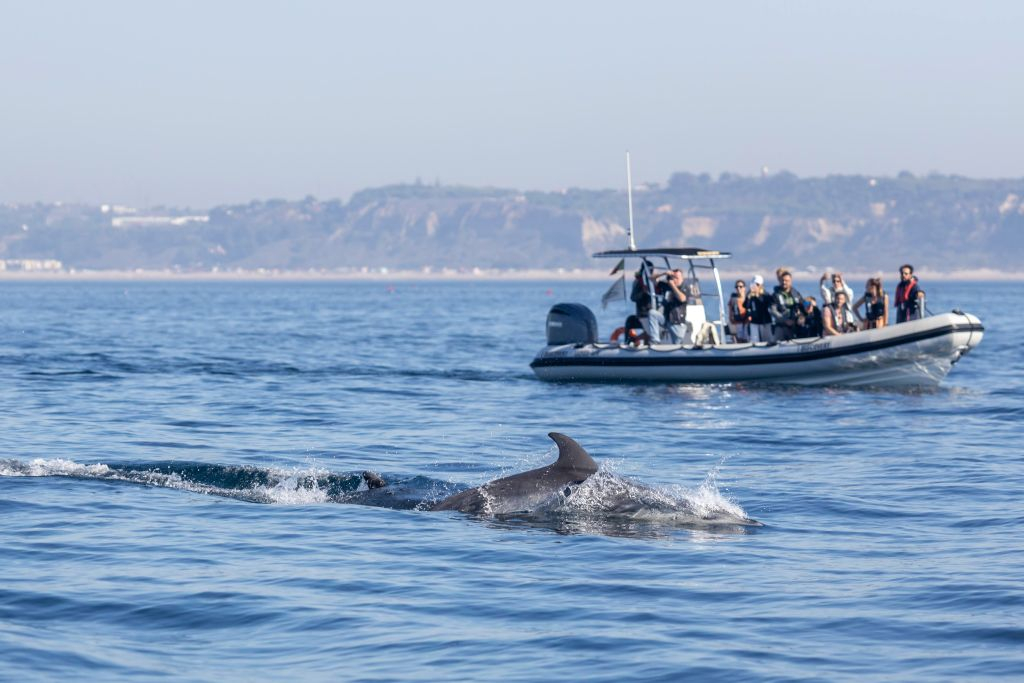 Dolphin Watching Tour from Lisbon