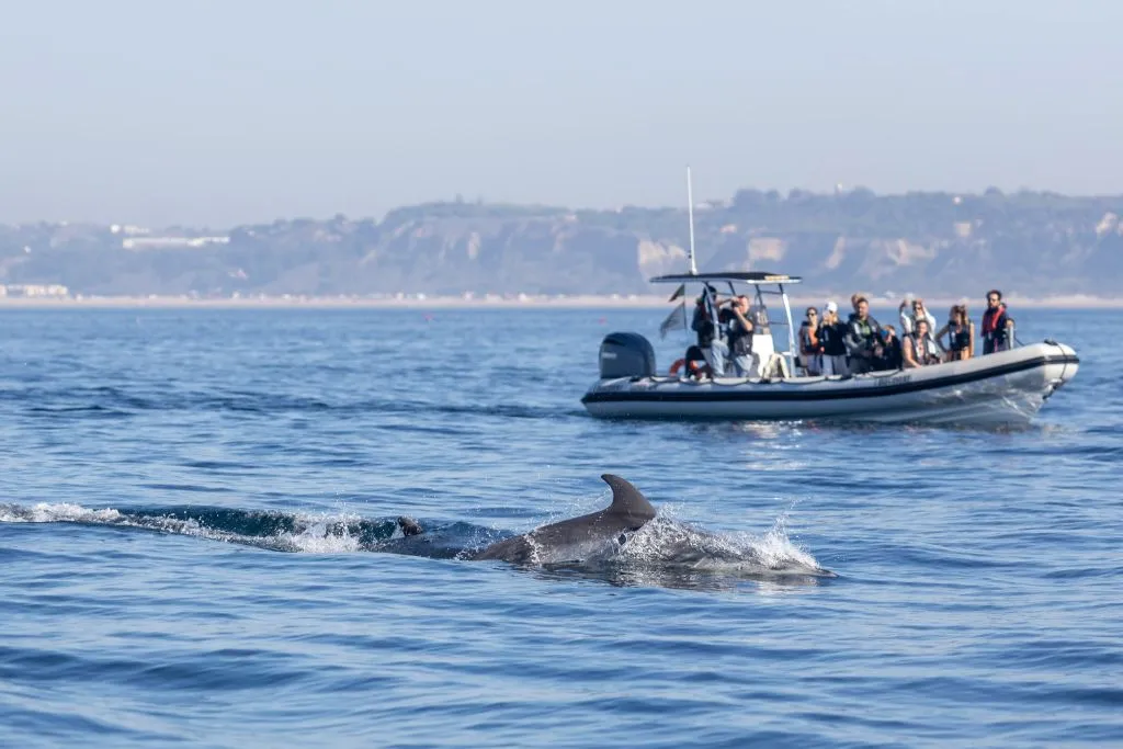 Dolphin Watching Tour from Lisbon