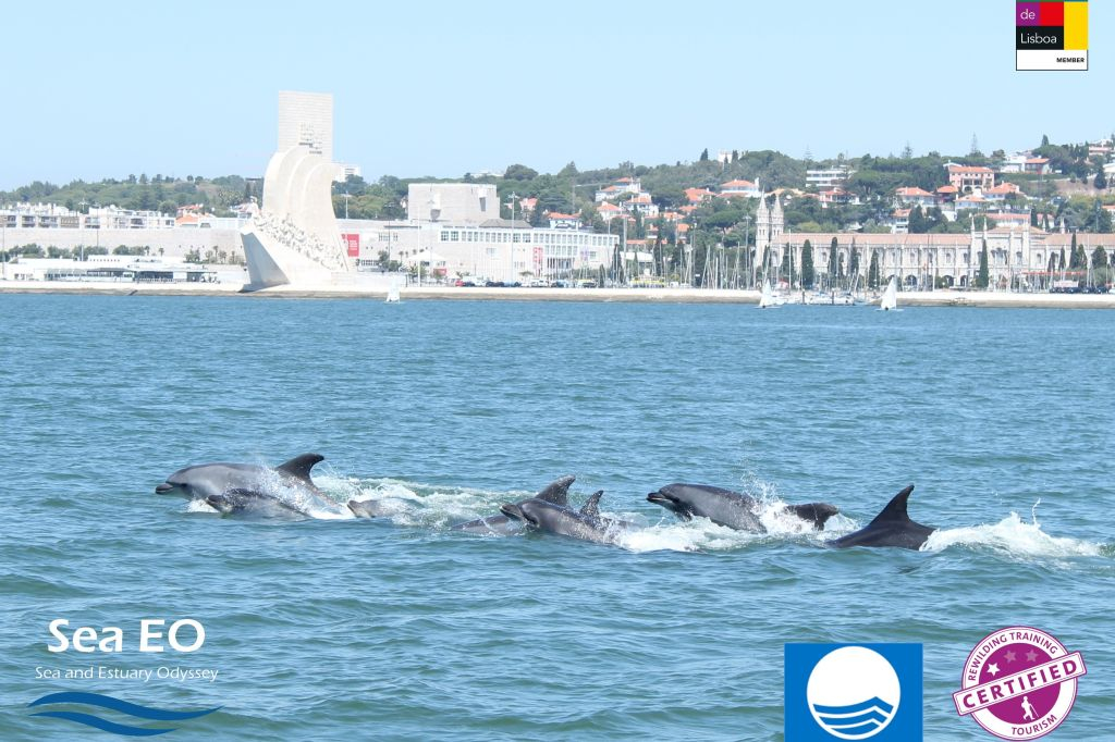 Dolphin Watching Tour from Lisbon