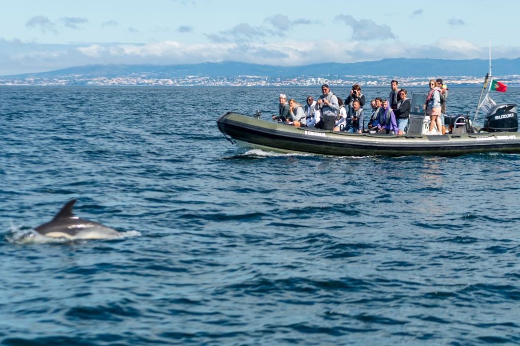 Dolphin Watching Tour from Lisbon