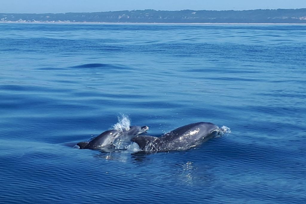 Dolphin Watching Tour from Lisbon
