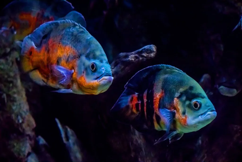Acuario de Zaragoza
