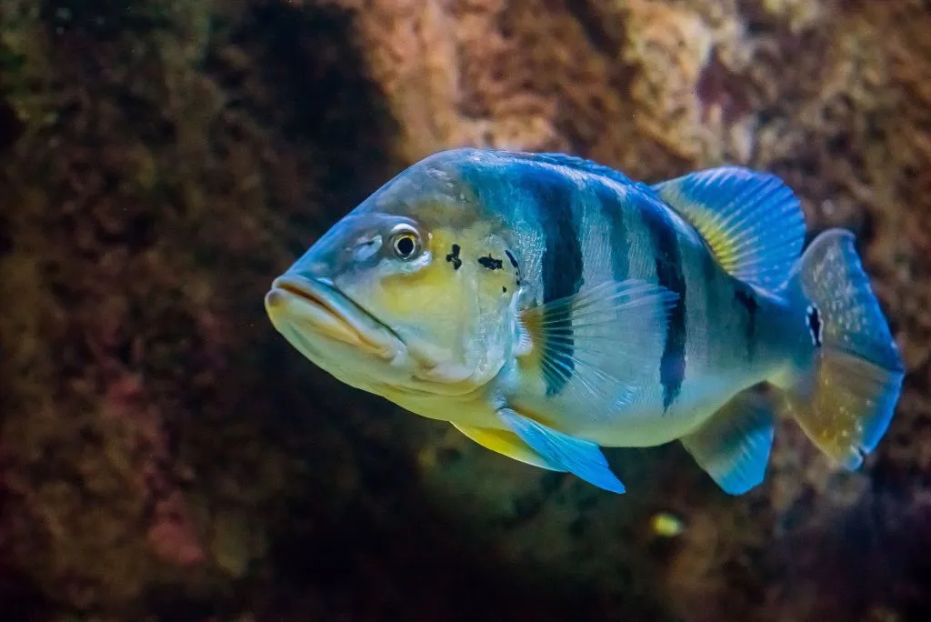Acuario de Zaragoza