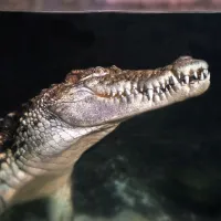 Acuario de Zaragoza