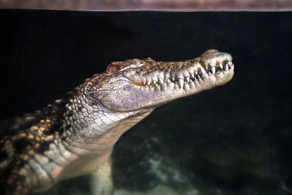 Acuario de Zaragoza