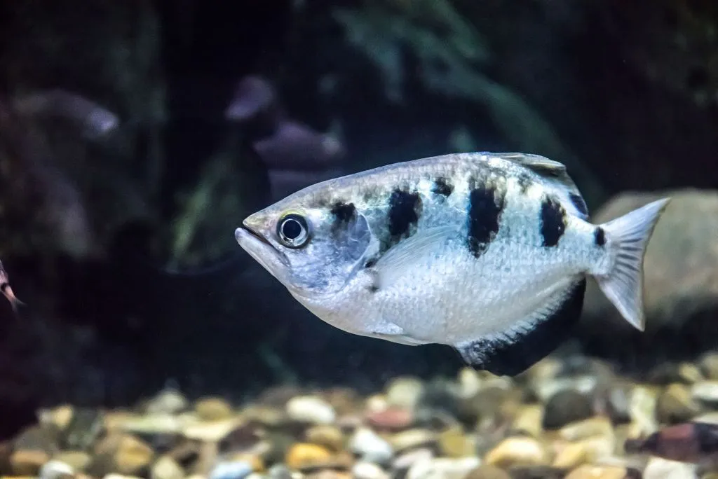 Acuario de Zaragoza