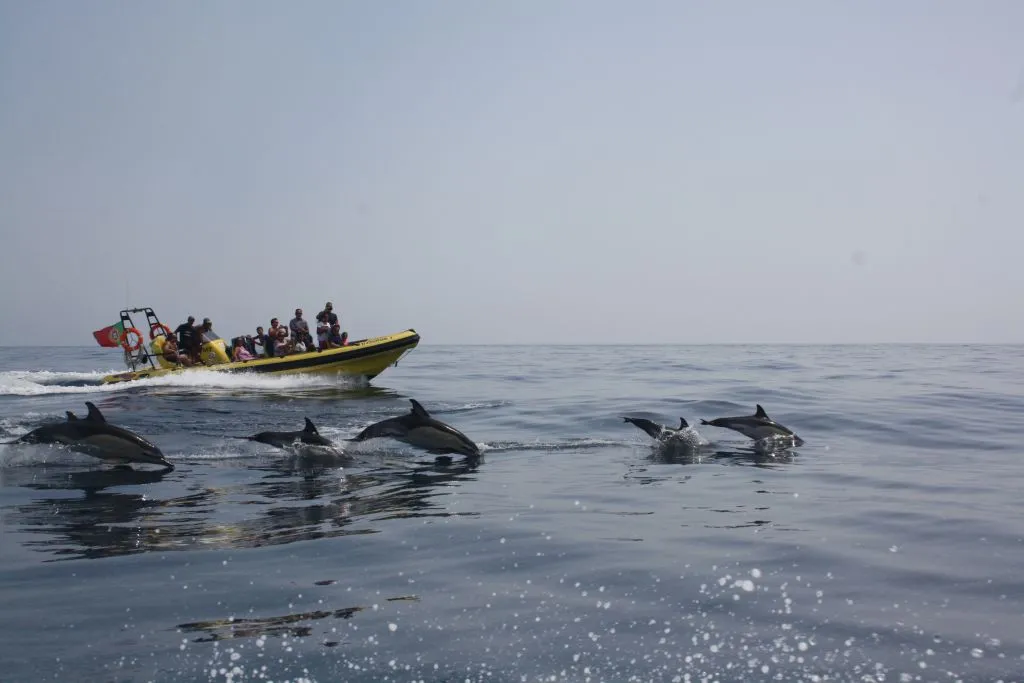 Caves and Dolphin Watching Cruise from Albufeira - Insónia (Semi-Rigid)