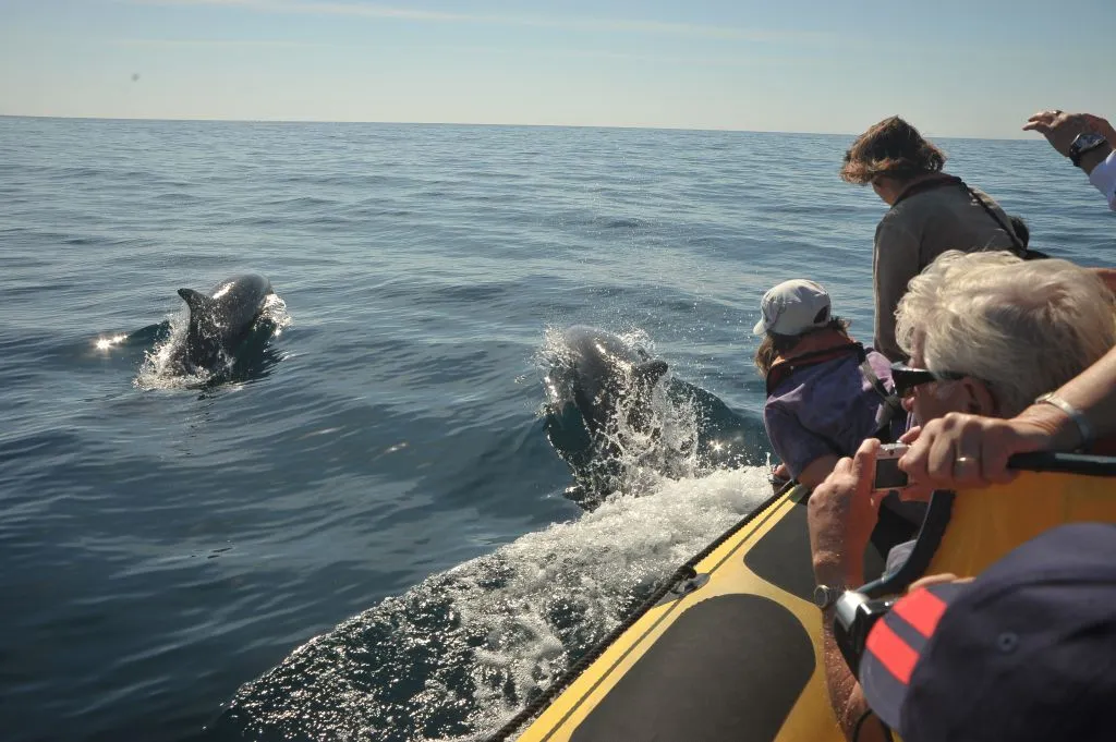 Caves and Dolphin Watching Cruise from Albufeira - Insónia (Semi-Rigid)