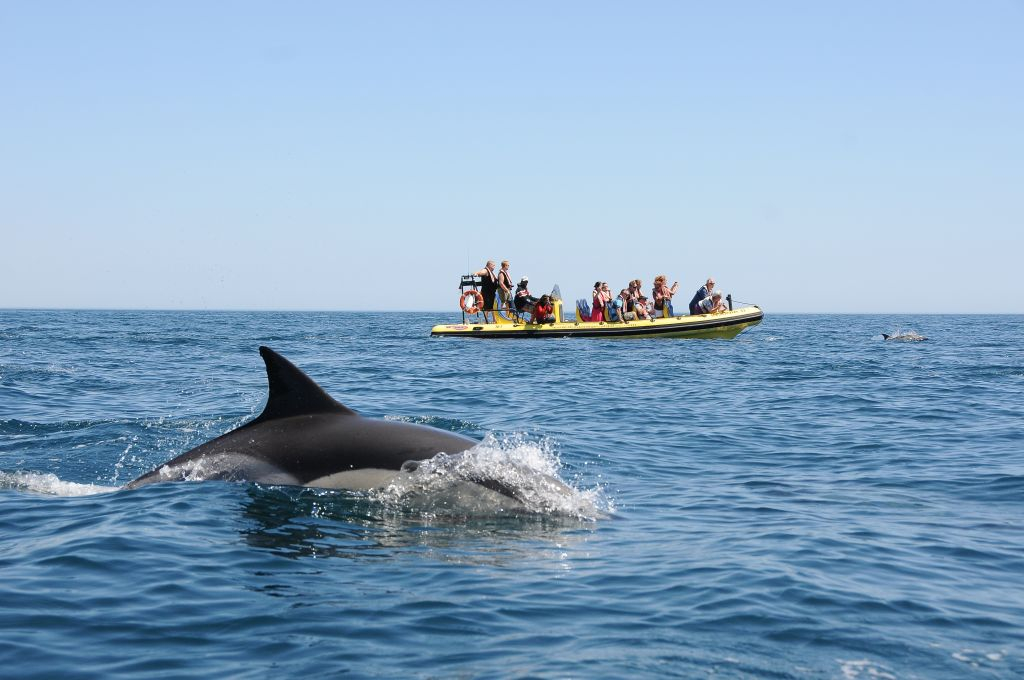 Caves and Dolphin Watching Cruise from Albufeira - Insónia (Semi-Rigid)