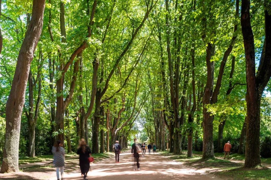 Serralves Park: Entry Ticket and Treetop Walk