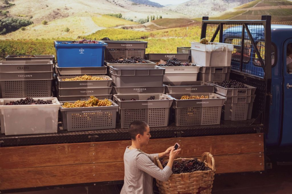 Taylor's Cellar & The Wine Experience: Tour + Tasting