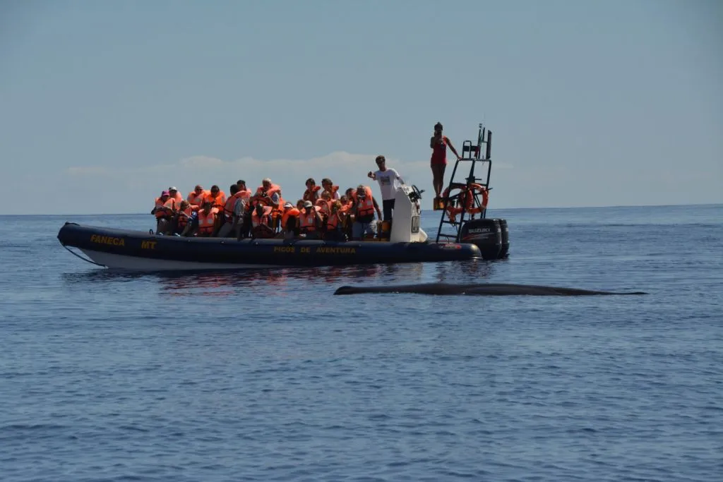 Observação de baleias e golfinhos desde Ponta Delgada