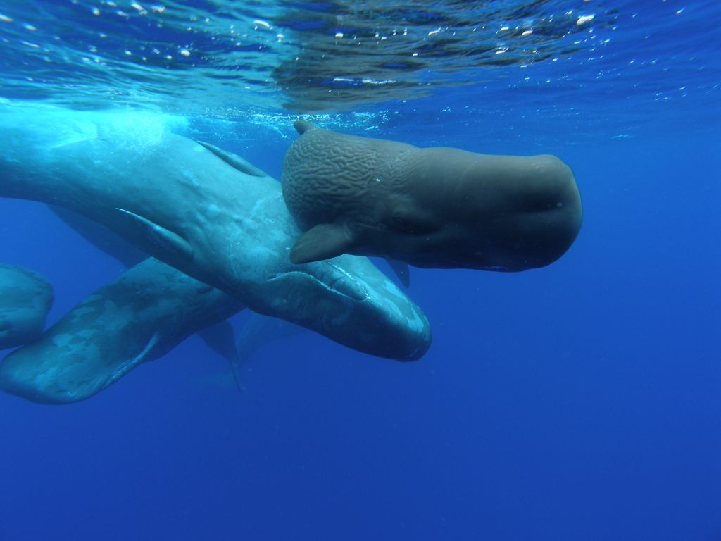 Crucero de avistamiento de ballenas y delfines desde Ponta Delgada