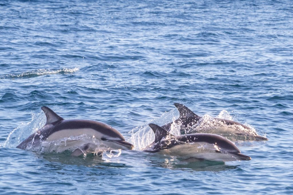 Lisbon: Dolphin Watching Boat Tour