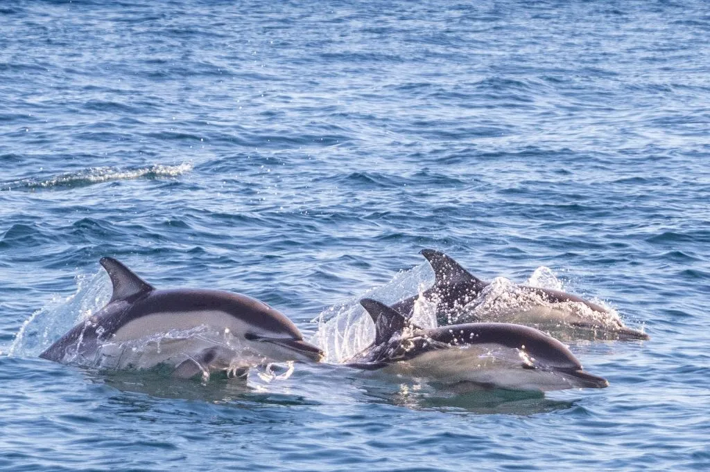 Lisbon: Dolphin Watching Boat Tour