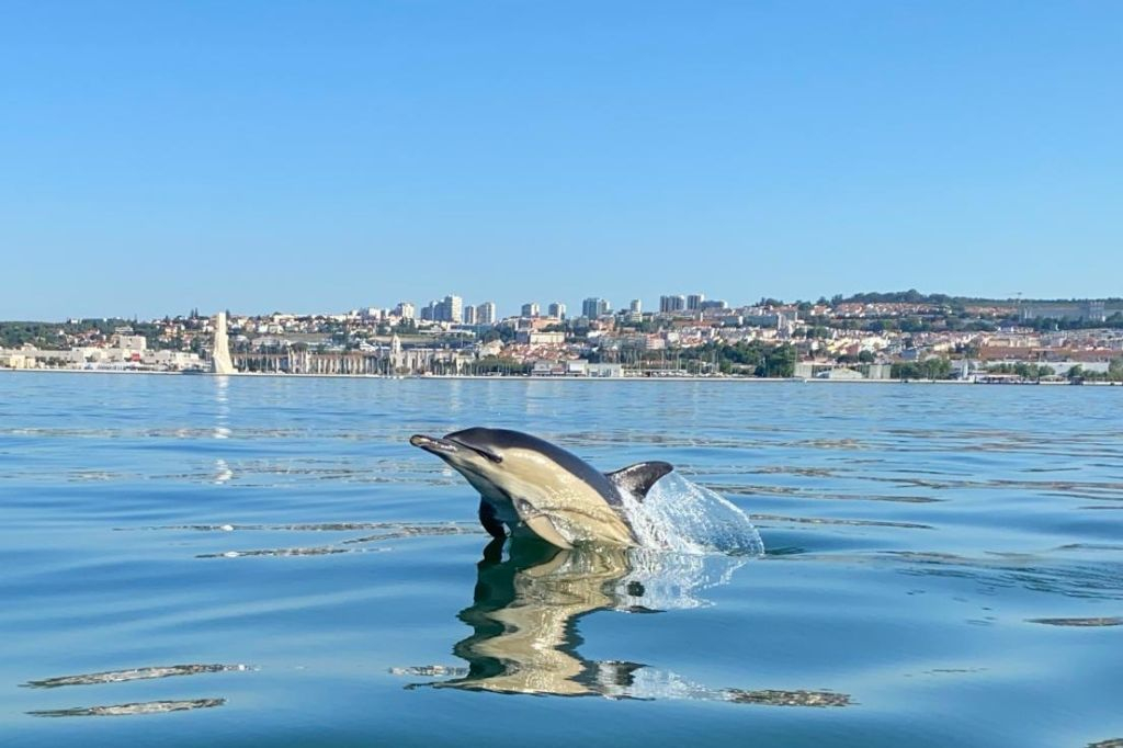 Lisbon: Dolphin Watching Boat Tour
