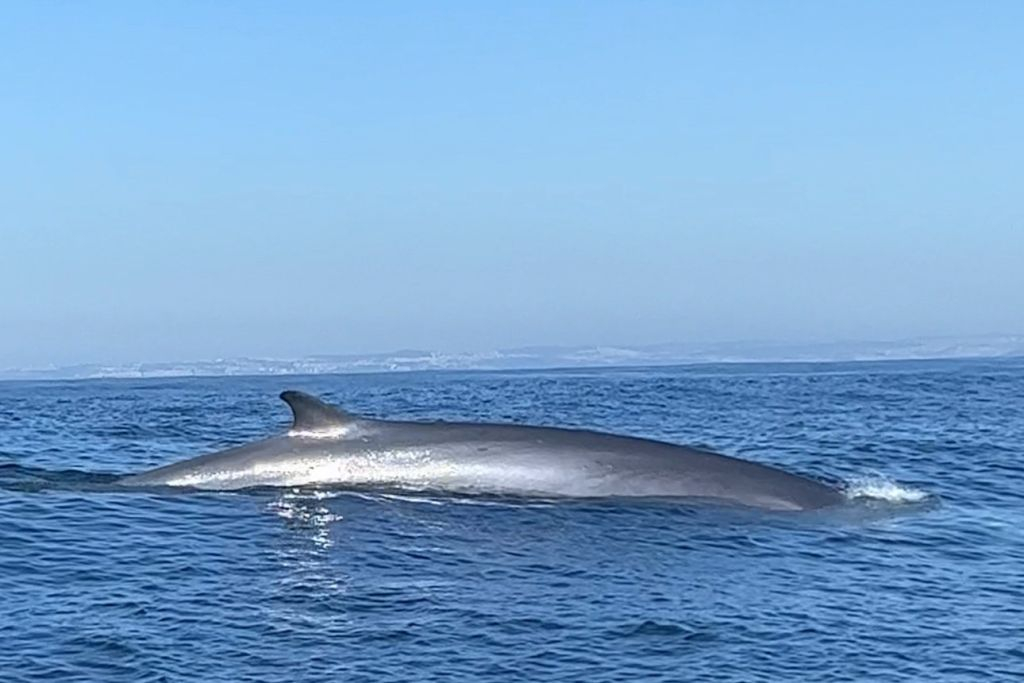 Lisbon: Dolphin Watching Boat Tour