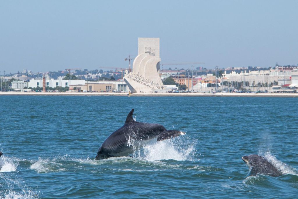 Lisbon: Dolphin Watching Boat Tour