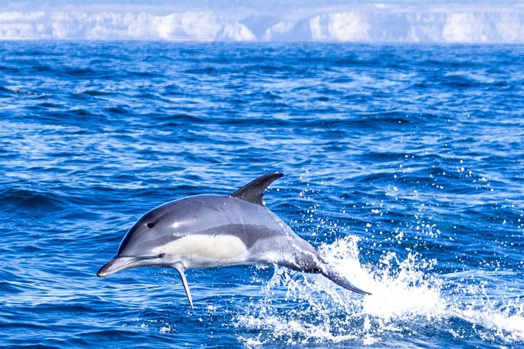 Lisbon: Dolphin Watching Boat Tour
