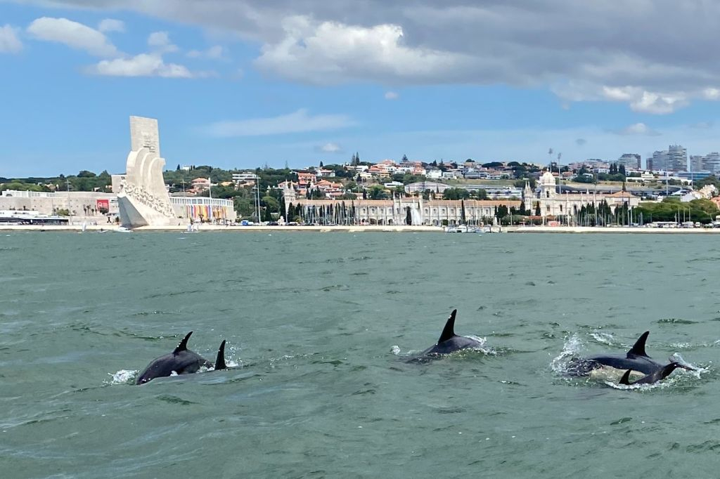 Lisbon: Dolphin Watching Boat Tour