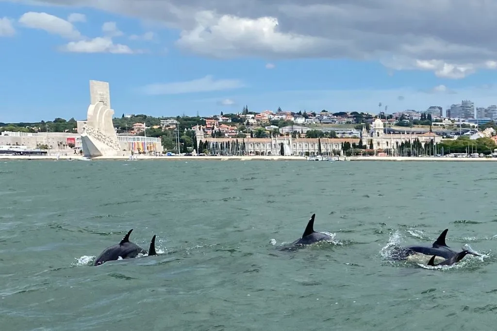 Lisbon: Dolphin Watching Boat Tour