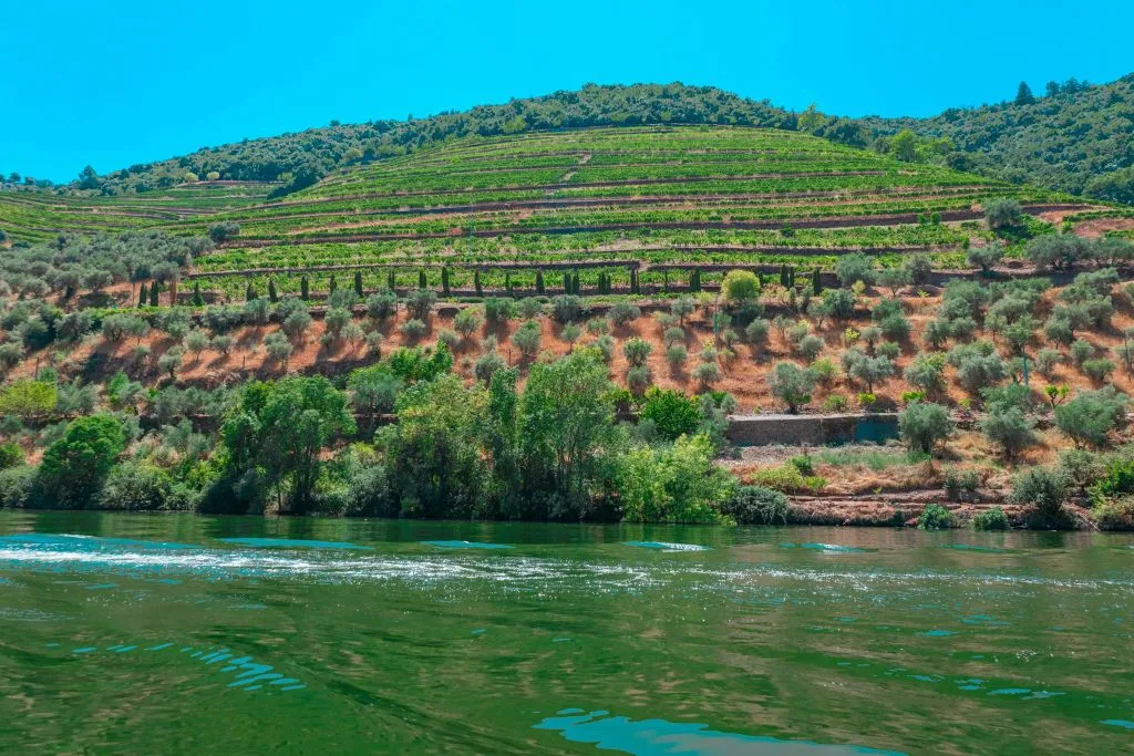 Douro Valley: Premium Wine Tour from Porto in a Small Group