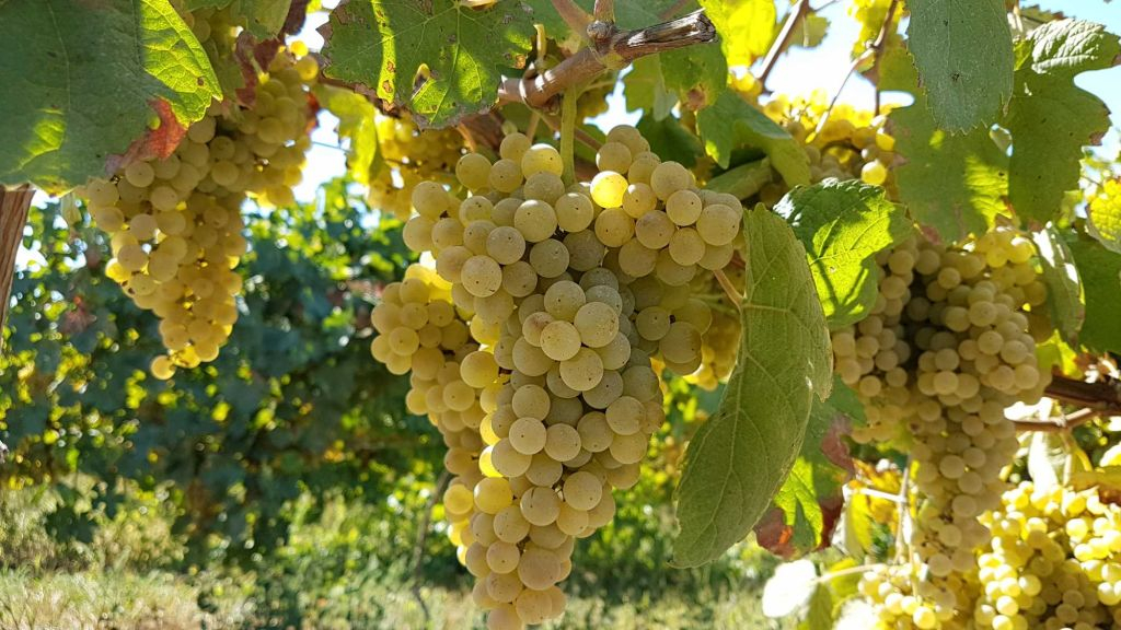 Região do Vinho Verde: tour com grupo pequeno e almoço desde o Porto