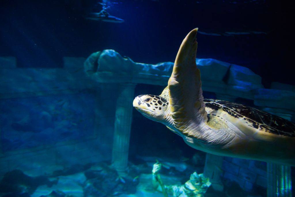 SEA LIFE Porto: Pass Annuale
