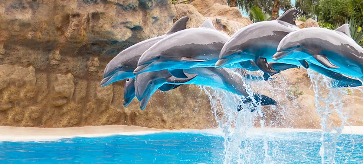 Loro Parque