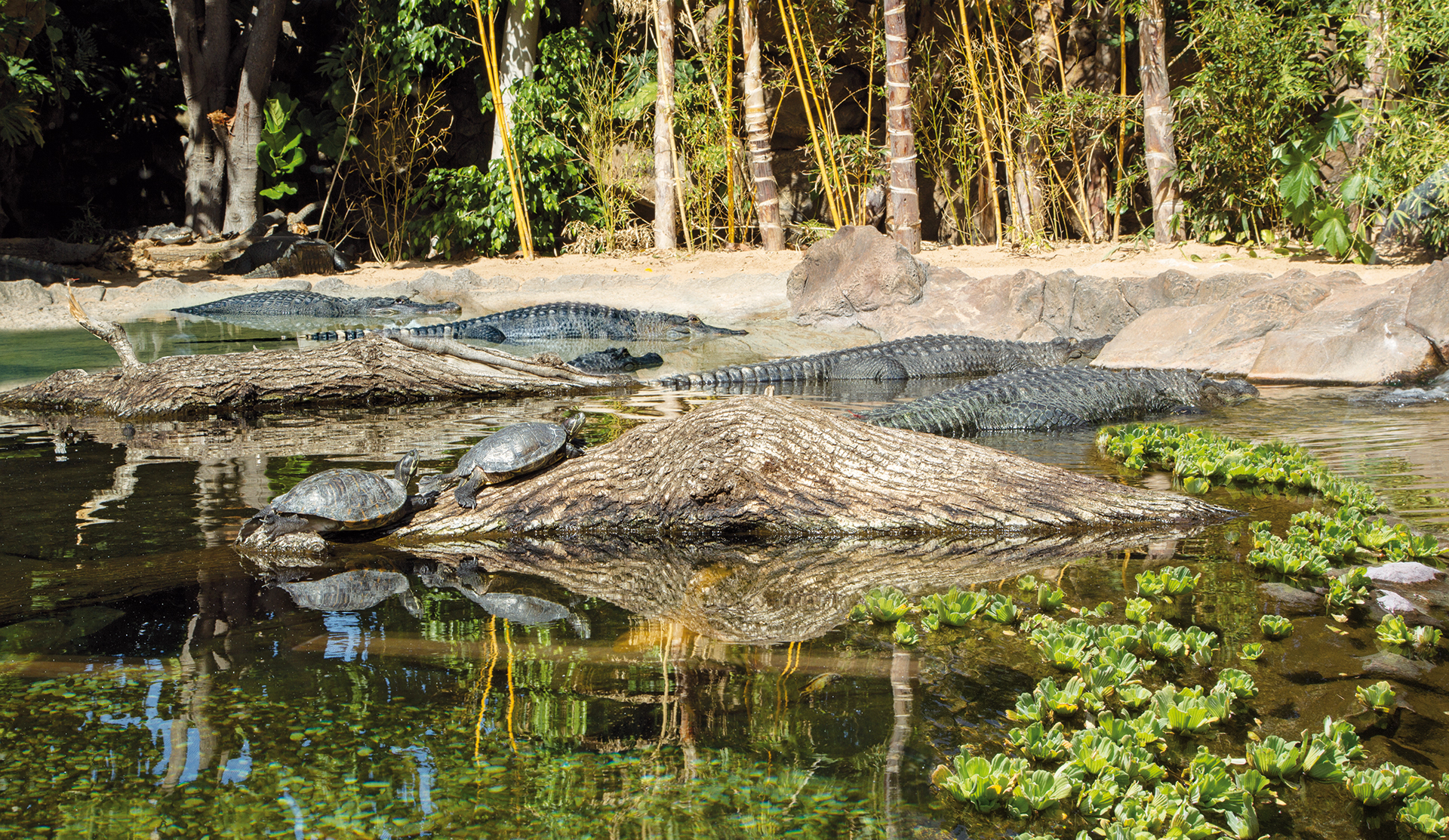 Loro Parque