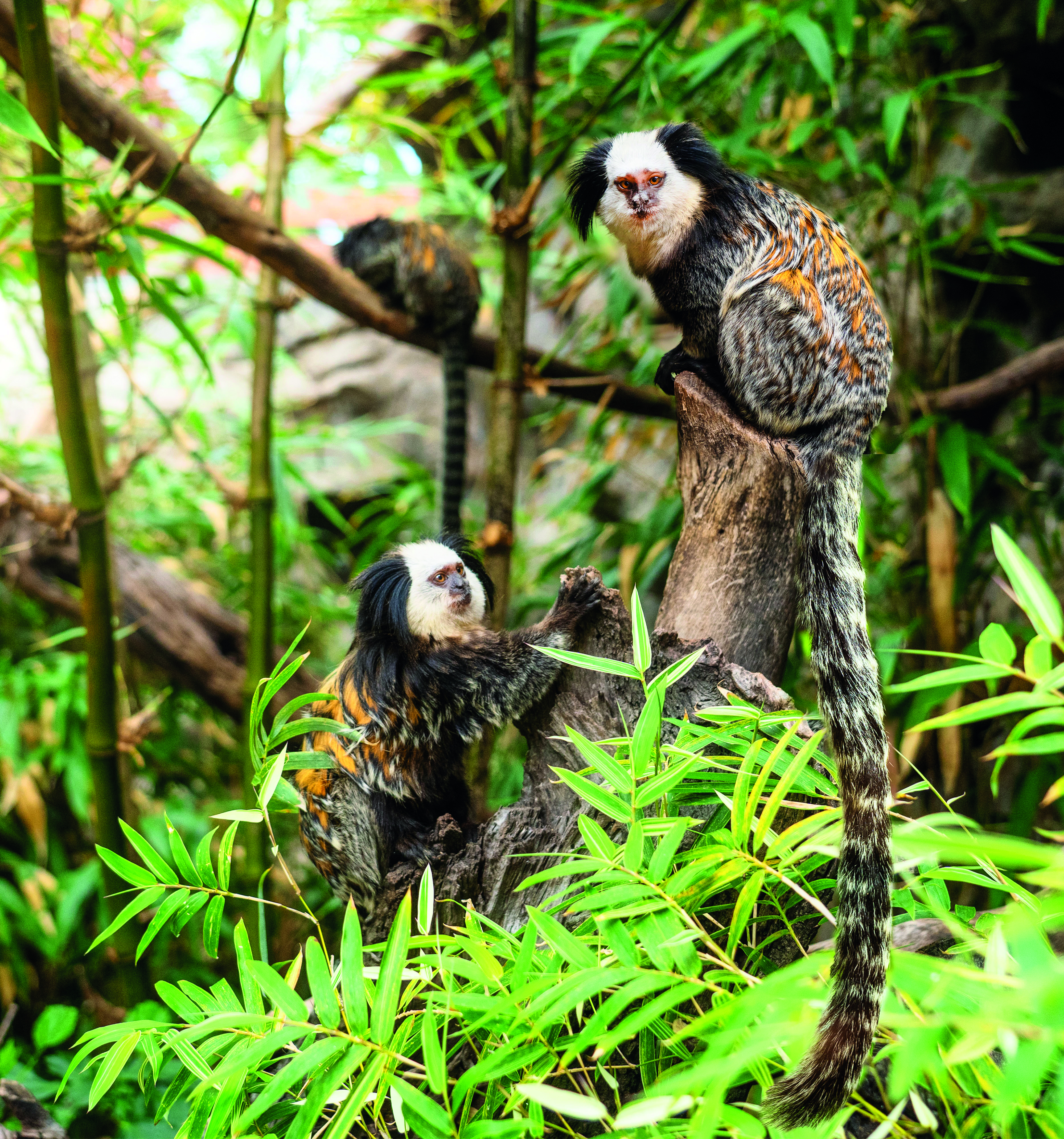 Loro Parque