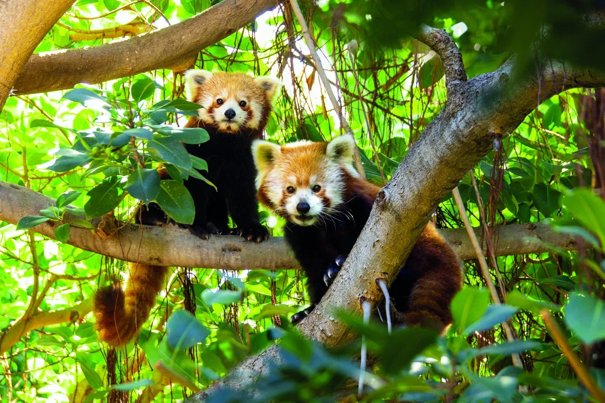 Loro Parque