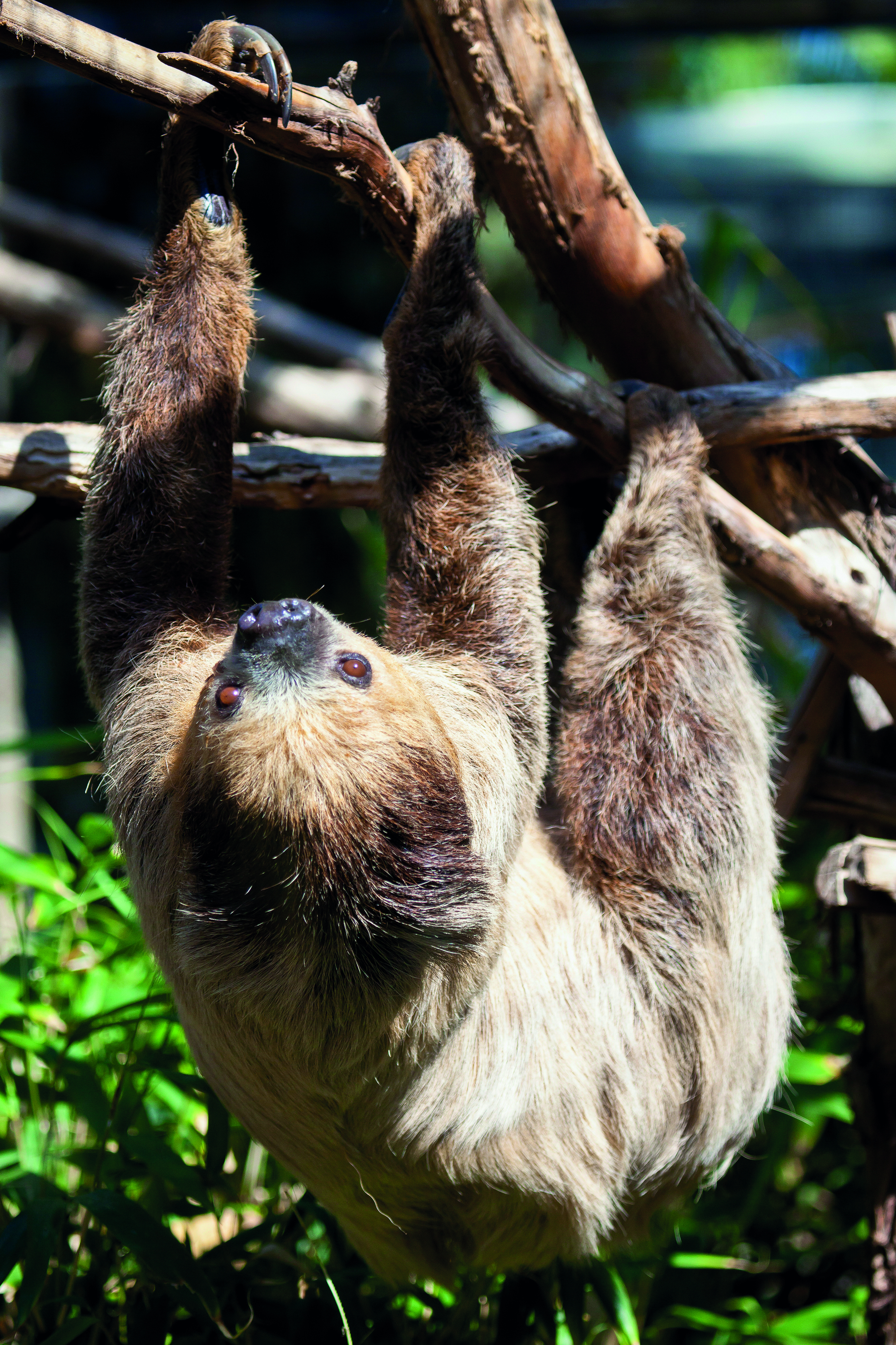 Loro Parque
