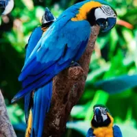 Loro Parque