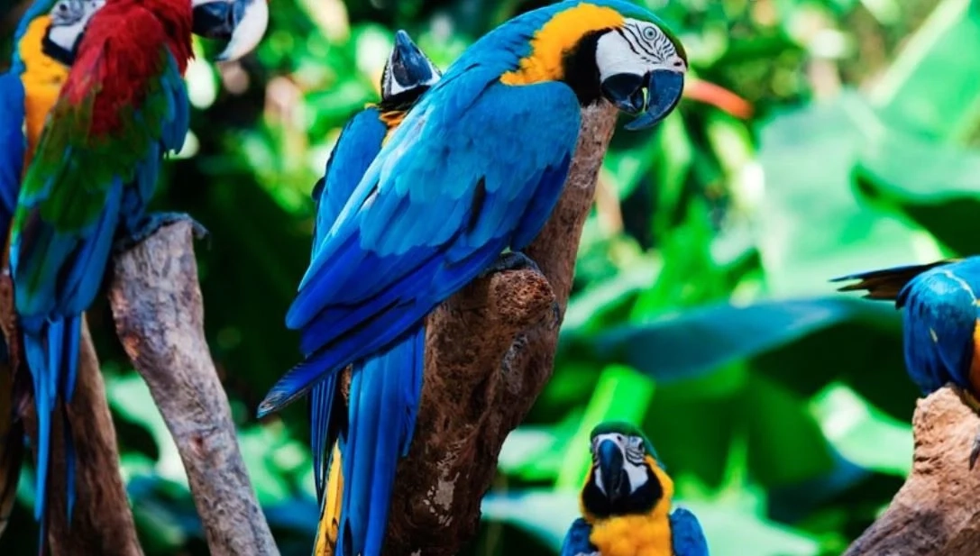 Loro Parque