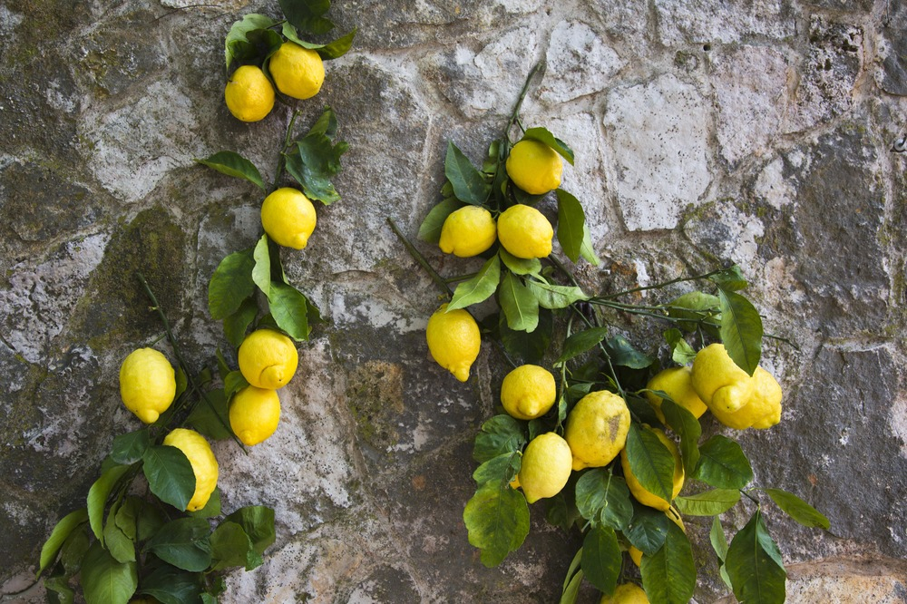 Pompéi et Positano : excursion d'une journée en petit groupe depuis Rome + dégustation de Limoncello