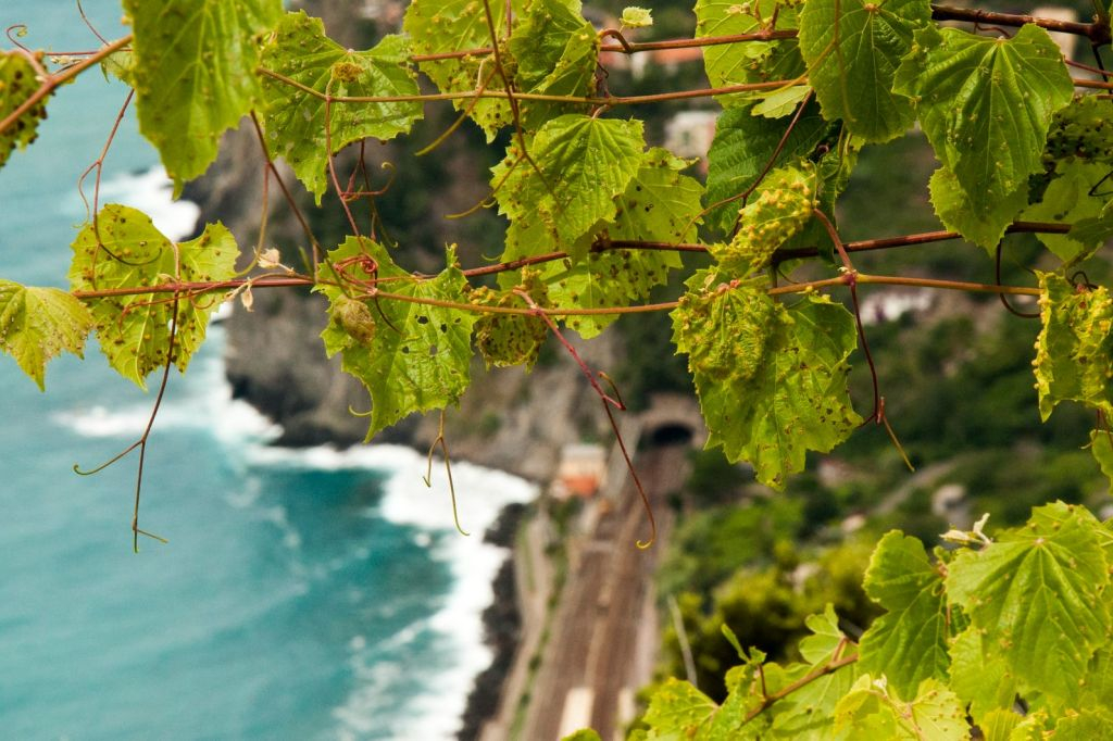 Cinque Terre: Excursión semiprivada de un día desde Florencia + Comida marinera