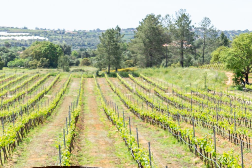 Tour del vino per piccoli gruppi ed esplorazione di Silves da Albufeira
