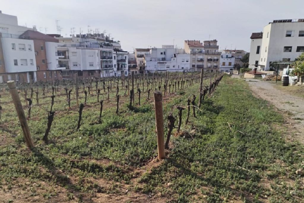 Sailboat Ride in Sitges, with Winery Visit