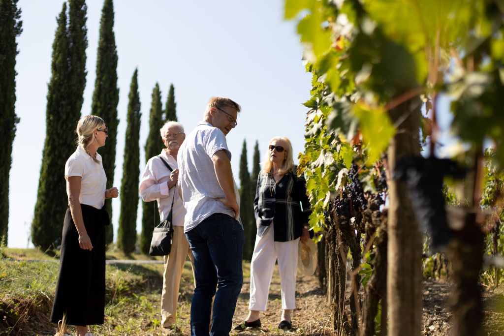 Azienda vinicola Corte Pavone: Visita guidata alla cantina con degustazione di vini di Montalcino